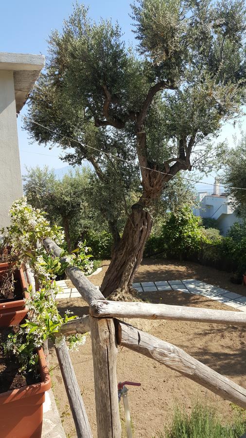 Sorrento Garden Hotel Екстериор снимка